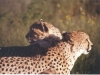 cheetah-couple