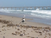 swakopmund-jetty