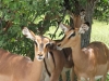 black-faced-imapala