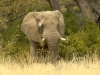 namibia-country-lodges-activity-viewing-elephant-pic-15