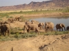 namibia-country-lodges-desert-elephant-321
