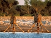 world_africa_thirsty_giraffes___etosha_national_park___namibia___africa_008891_