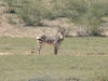 014-dscf0437