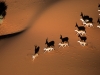 Kalahari Landscape