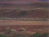 damaraland-giraffe