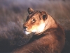 lioness-01