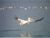 pelican-flying