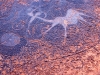 rock-petroglyph-pic-10