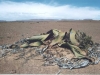 welwitschia
