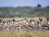 Springbok