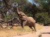 namibia-country-lodges-activity-viewing-elephant-pic-8