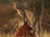 2b8_erindi_leopard