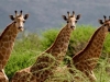 namibia-lodging-safari-06