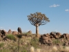 15-quivertree