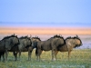 Wildebeest