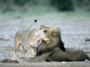 etoshalions-copyright-burgerhiafrica-com_-na_