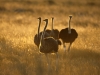 Ostrich