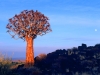 Quiver tree