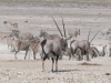 oryx
