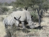 rhino-mom-child